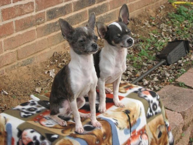 Chihuahua puppies for sale
Chihuahua Breeder