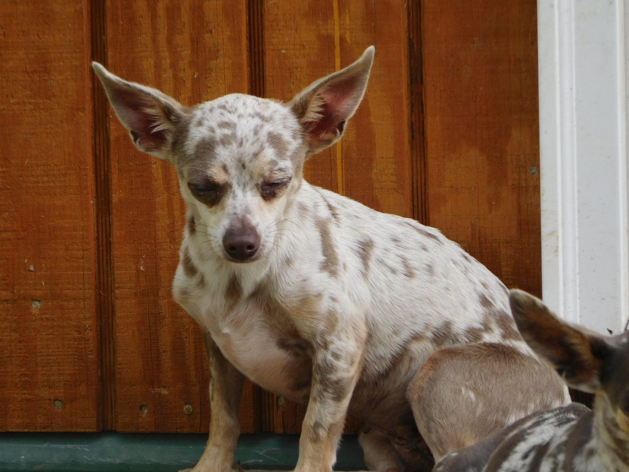Chihuahua breeder in Charleston, Arkansas