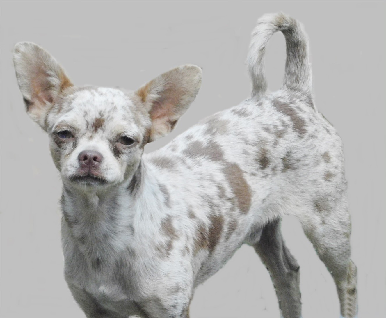 Long and short coat Chihuahua puppies for sale in Arkansas
Merle Chihuahua puppies for sale