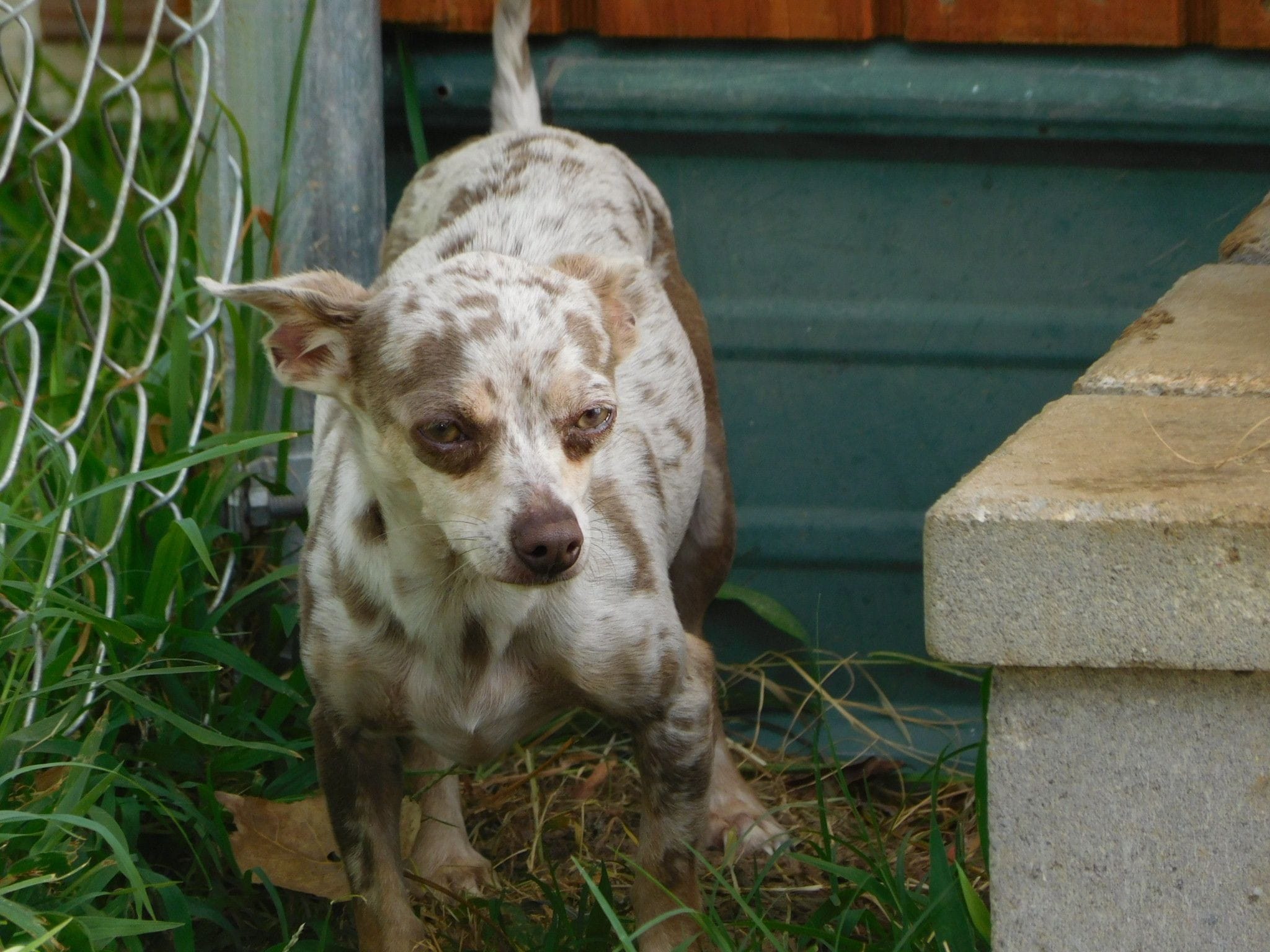 Chihuahua puppies for sale
Long and short coat chihuahua puppies for sale