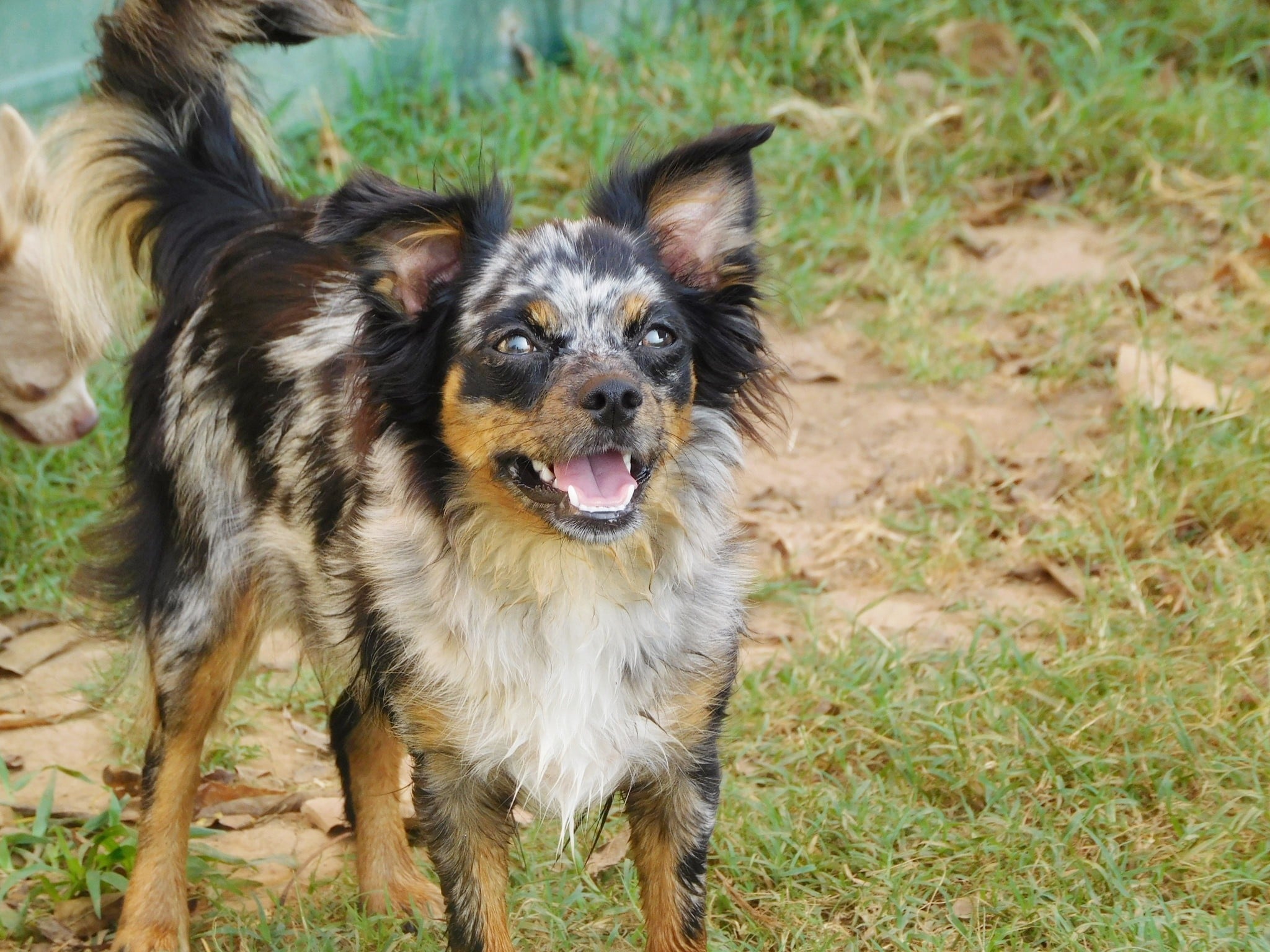 Arkansas Chihuahua puppies for sale
Arkansas Chihuahua Breeder