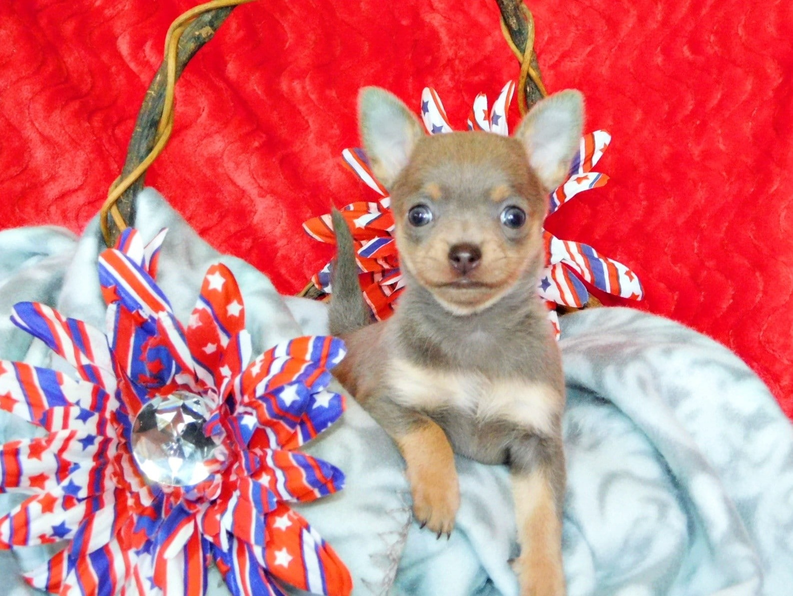 Lavender and tan Chihuahua puppy sitting in a basket with a red background and red, white and blue flowers.  Chihuahua puppies in Arkansas