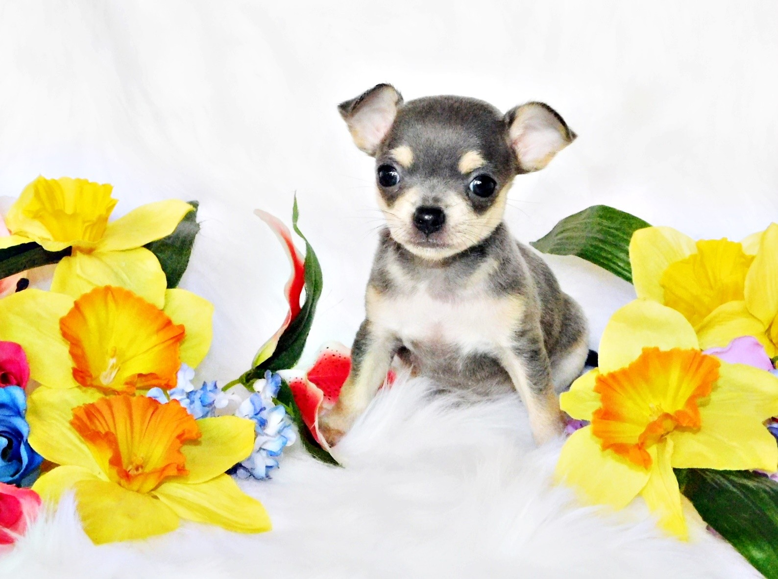 Chihuahuas are not just pets, they are our passion at ChiChiBabies.  We work to ensure that every Chihuahua puppy makes a wonderful pet for you.  
