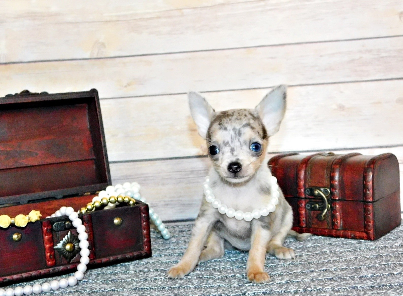 Tiny blue merle Chihuahua puppy wearing a pearl necklace sitting near a treasure chest.  Long haired Chihuahua puppies for sale in Arkansas