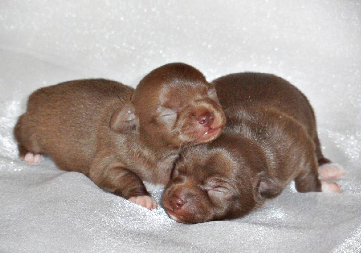 Two newborn chocolate Chihuahua puppies curled up together on a white background.