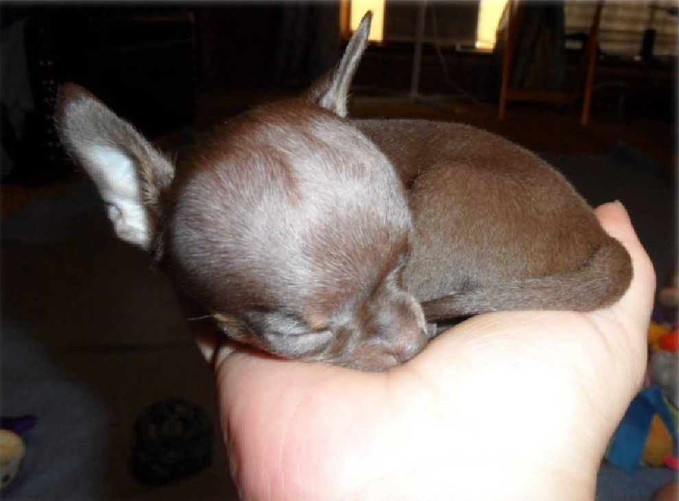 Tiny chocolate puppy curled up in a hand.  Long haired Chihuahua puppies for sale near me.