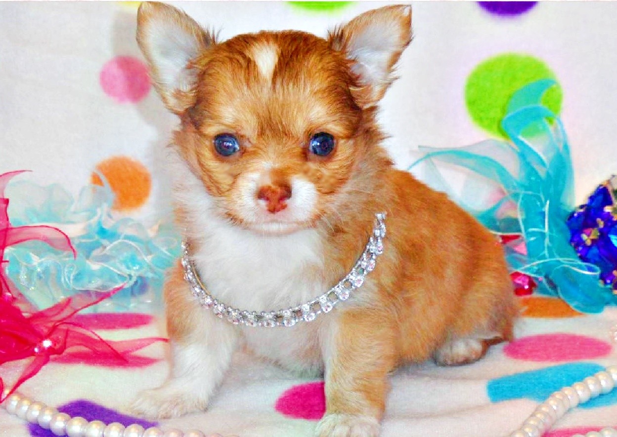 Red and white long haired Chihuahua puppy wearing a neckace