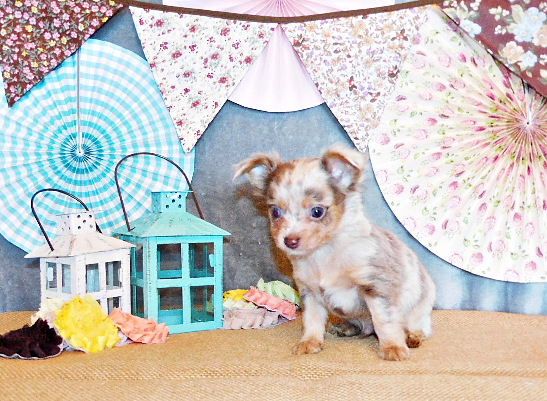 Chihuahua puppies for sale in Arkansas