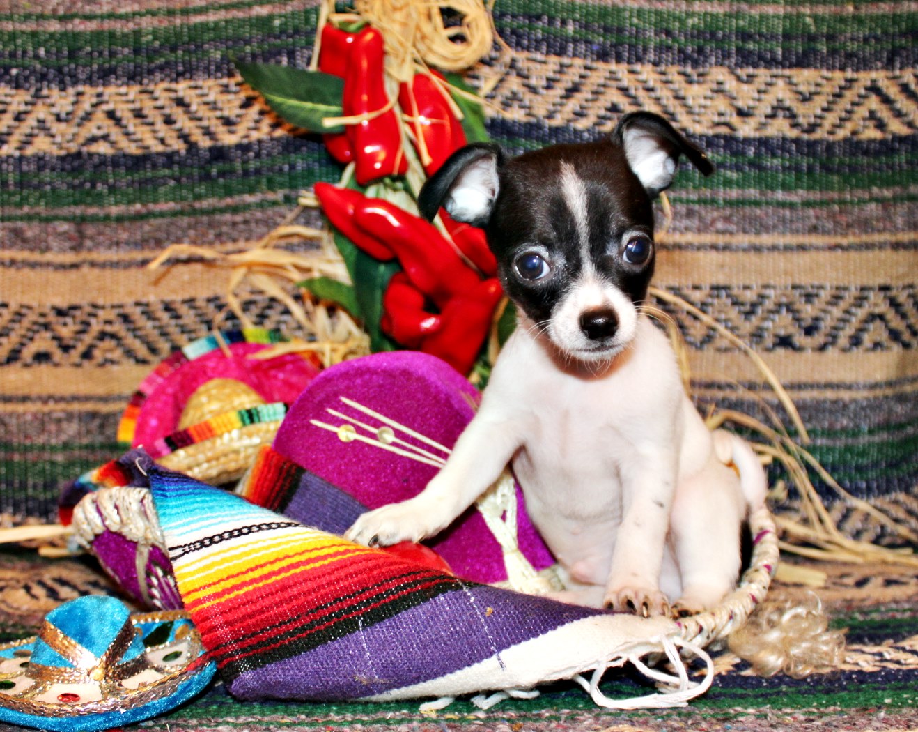 Chihuahua puppies for sale
