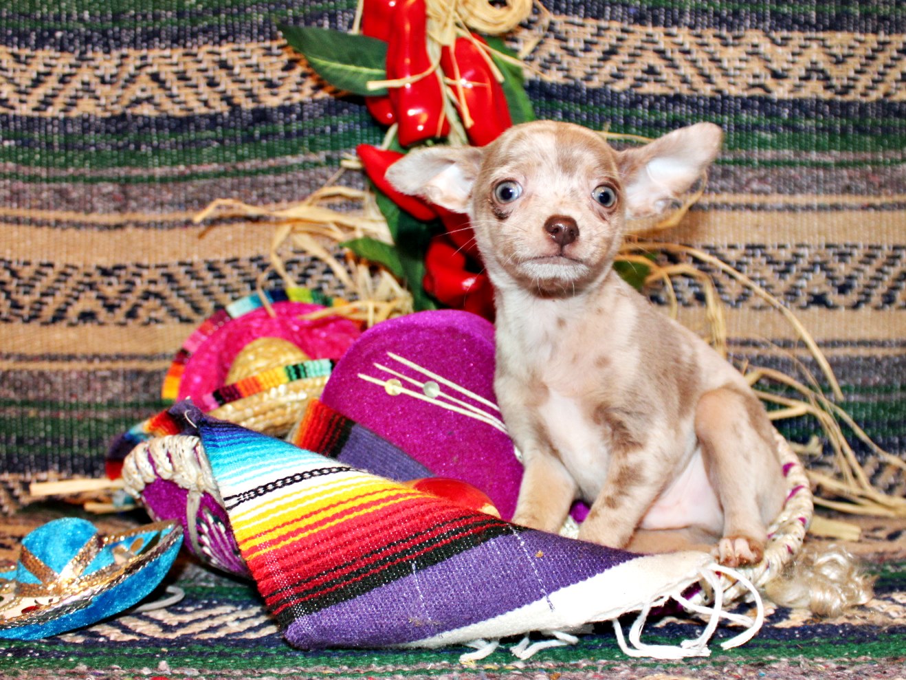 Chihuahua puppies for sale in Arkansas