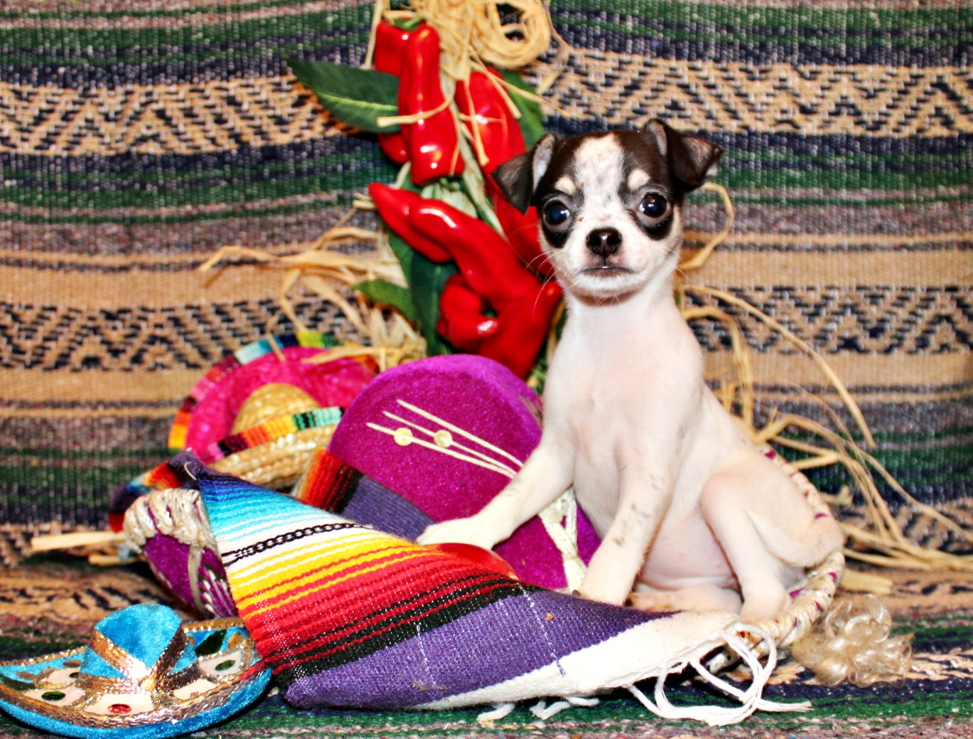 Chihuahua puppies for sale in Arkansas