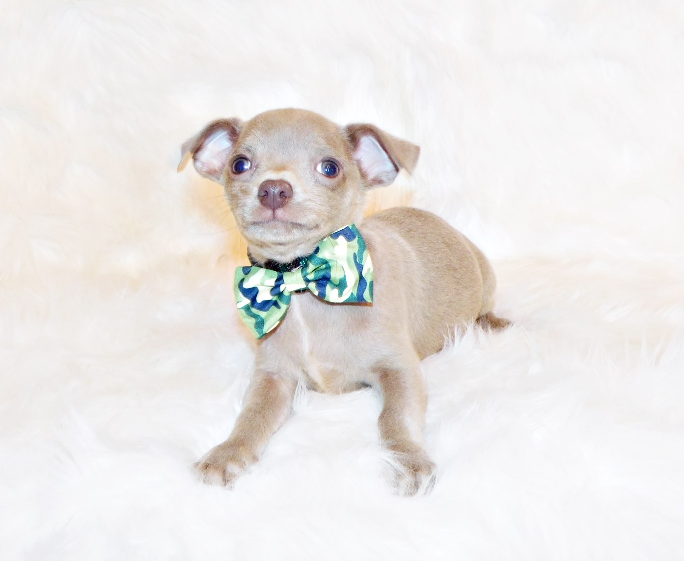 Chihuahua breeder in Arkansas