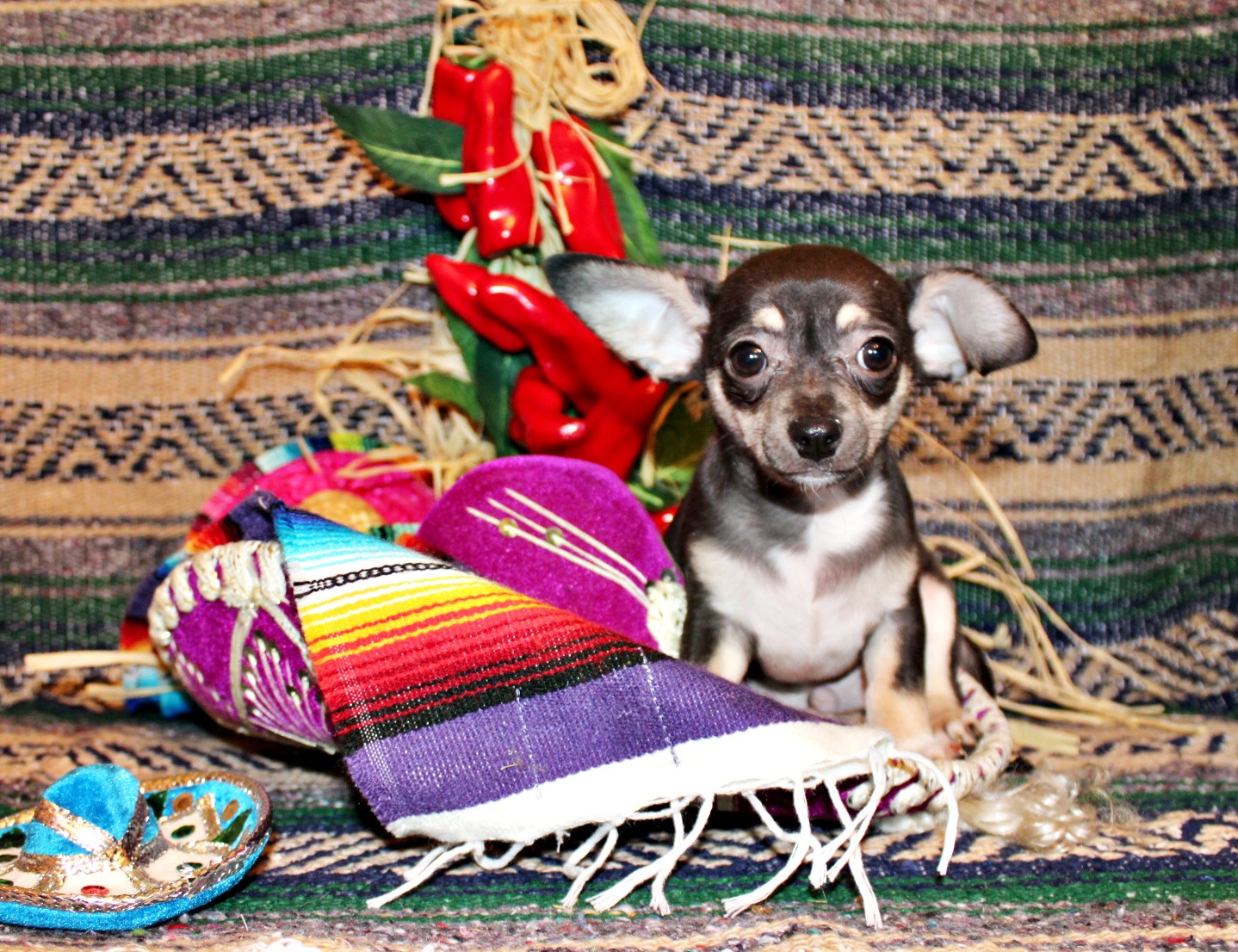 Chihuahua puppies for sale