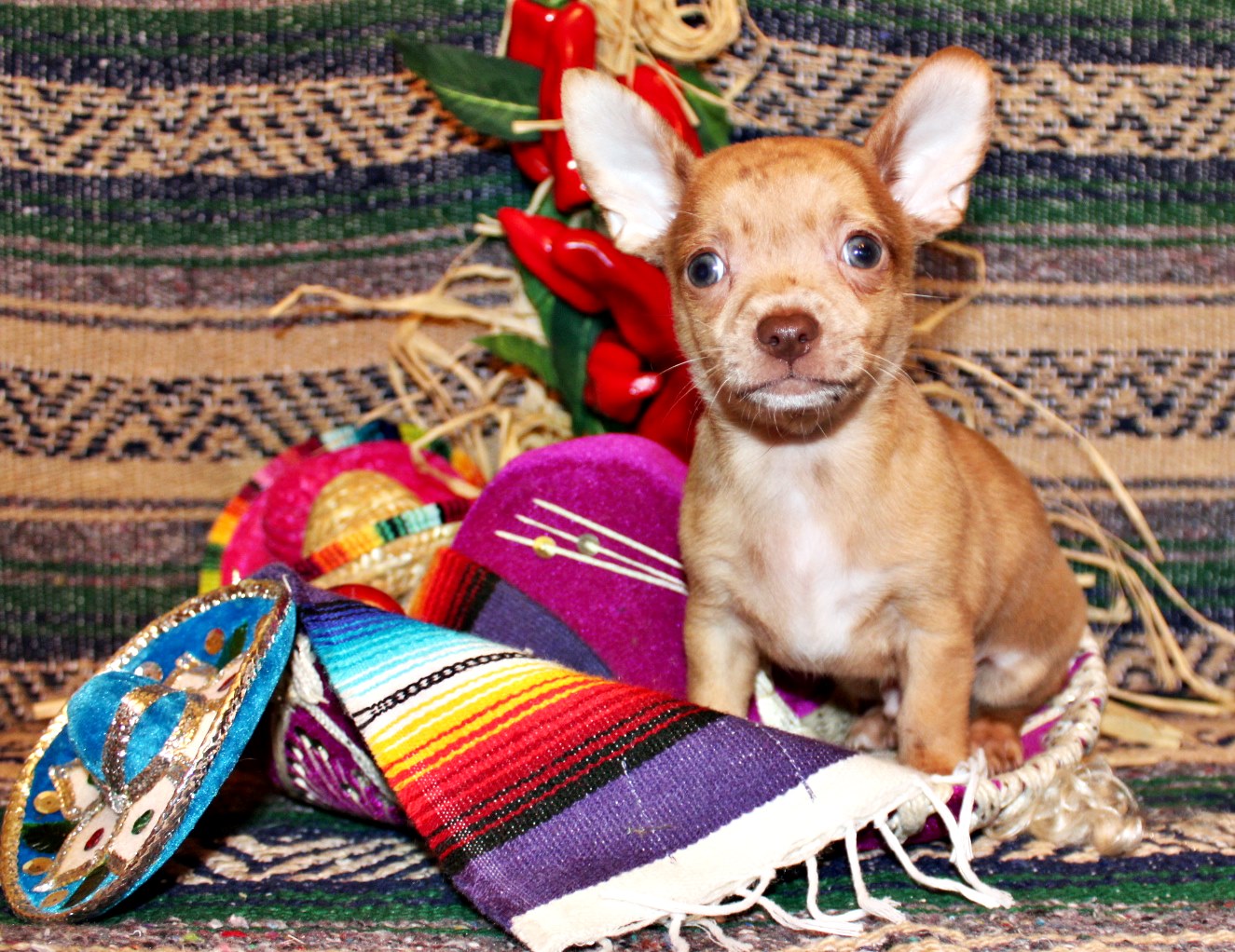 Chihuahua puppies for sale in Arkansas