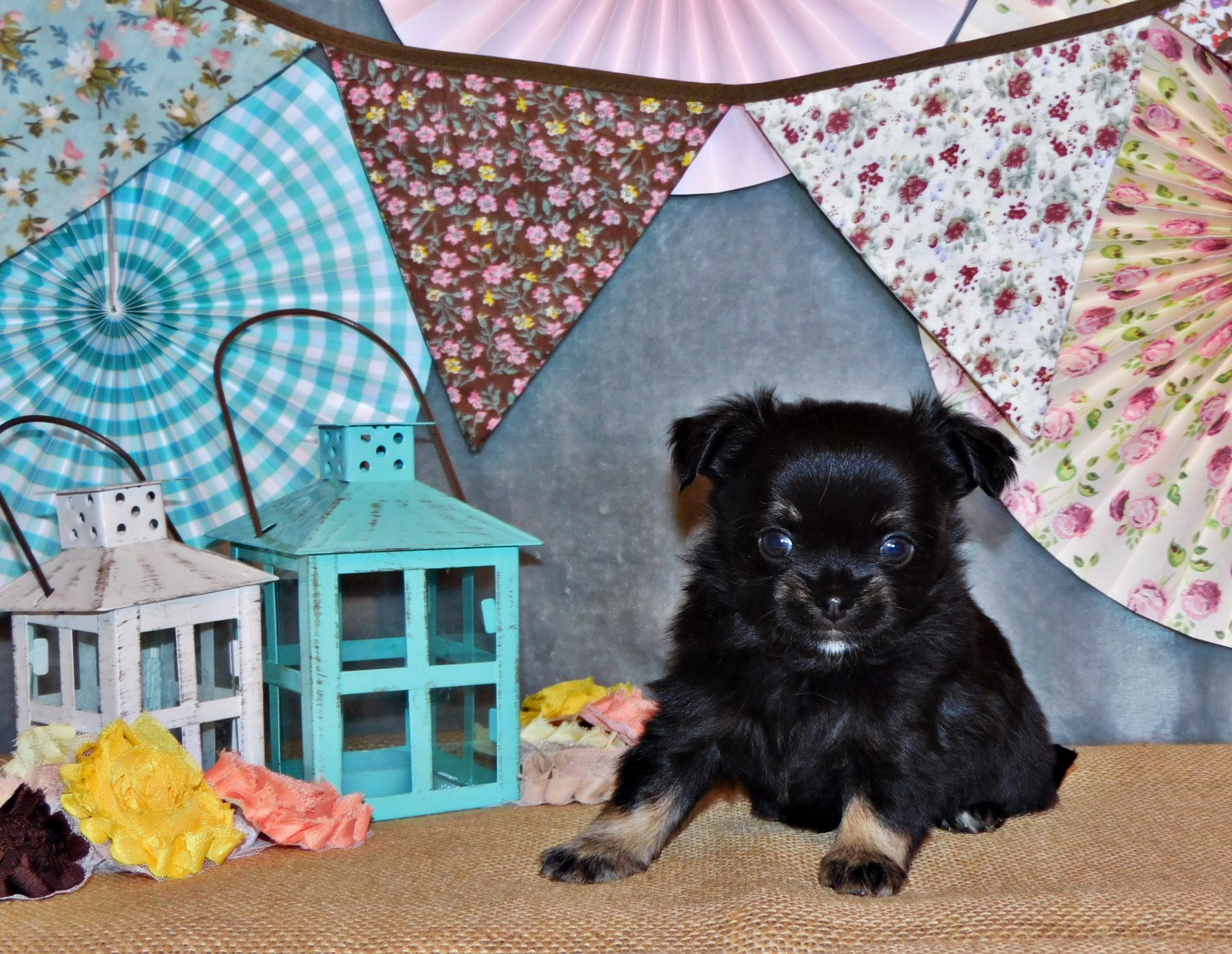 Chihuahua puppies for sale