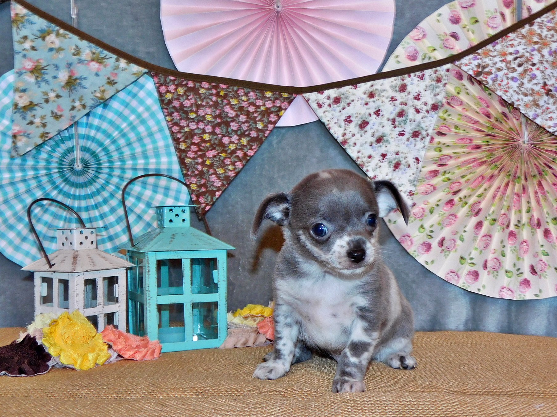 Chihuahua puppies for sale in Arkansas