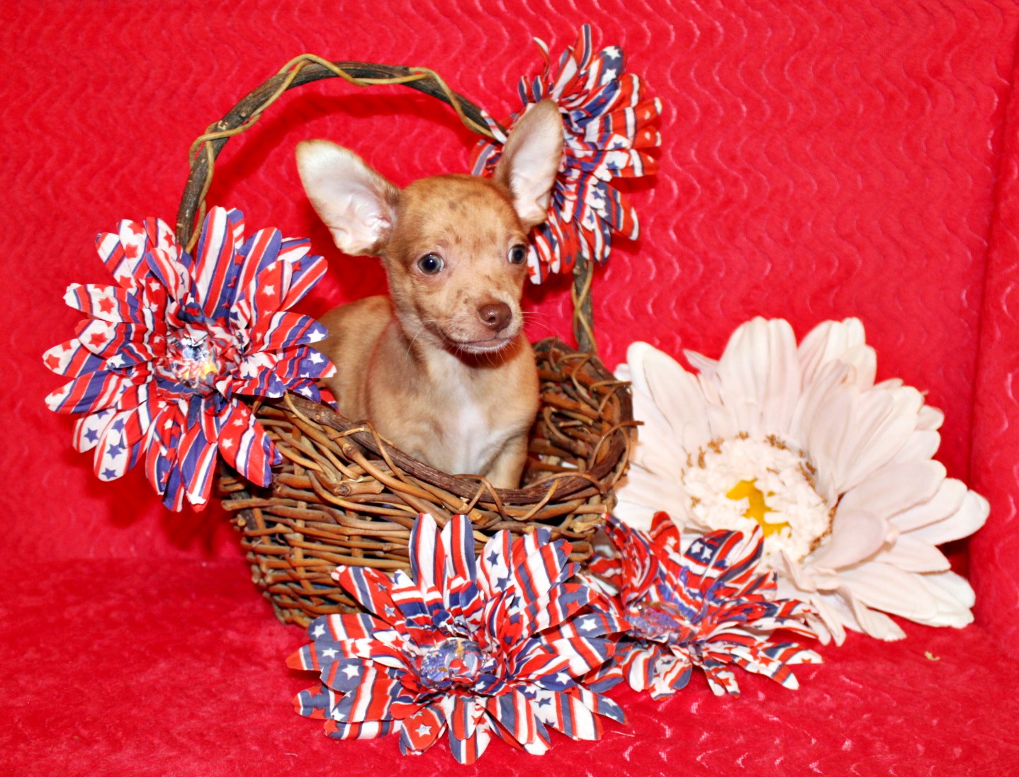 Chihuahua breeder near me